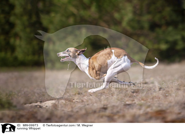 running Whippet / MW-09973