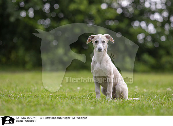 sitting Whippet / MW-09974