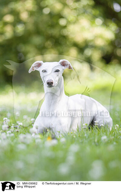 lying Whippet / MW-09982