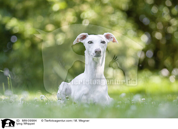 liegender Whippet / lying Whippet / MW-09984