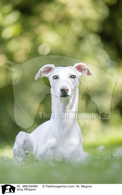 lying Whippet / MW-09986