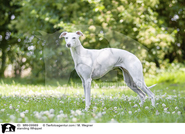 stehender Whippet / standing Whippet / MW-09989