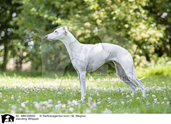 stehender Whippet / standing Whippet / MW-09990