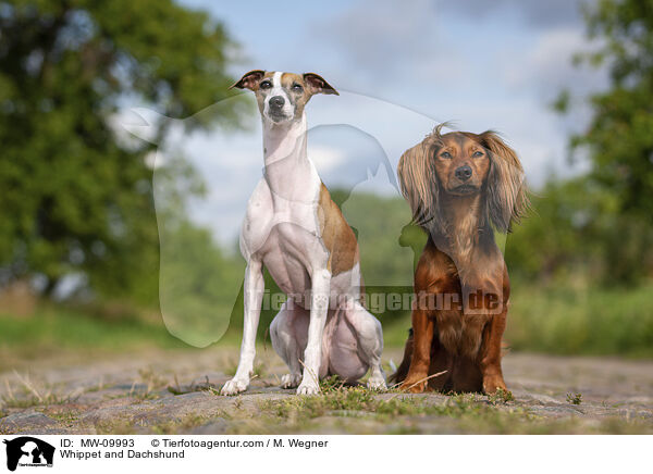 Whippet and Dachshund / MW-09993