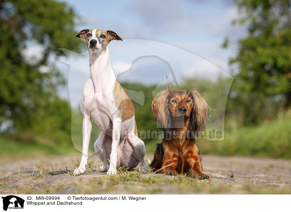 Whippet und Dackel / Whippet and Dachshund / MW-09994