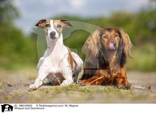 Whippet and Dachshund / MW-09995