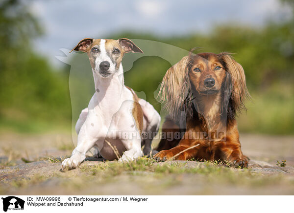Whippet and Dachshund / MW-09996