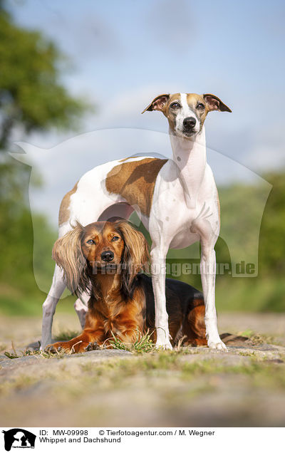 Whippet and Dachshund / MW-09998
