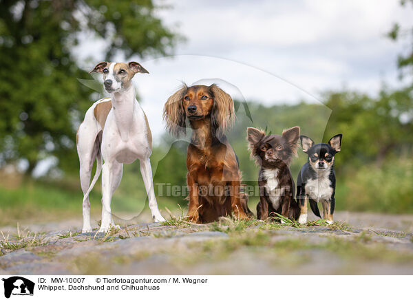 Whippet, Dachshund and Chihuahuas / MW-10007
