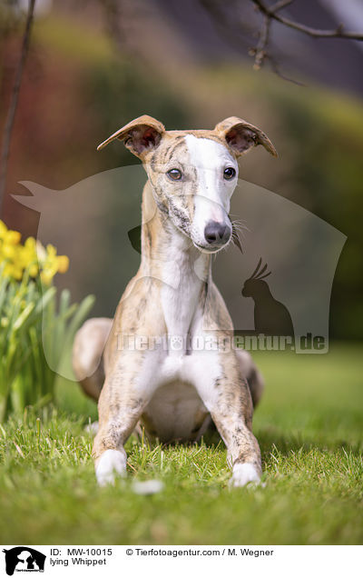 liegender Whippet / lying Whippet / MW-10015