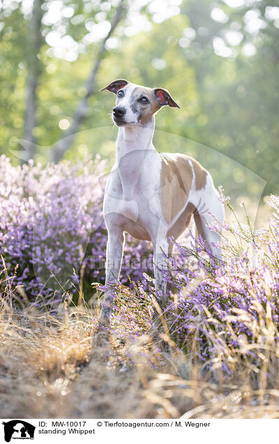 standing Whippet / MW-10017