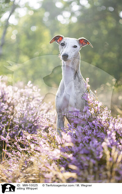 sitting Whippet / MW-10025