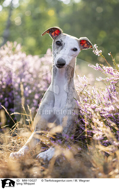 lying Whippet / MW-10027