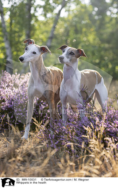 Whippets in the heath / MW-10031