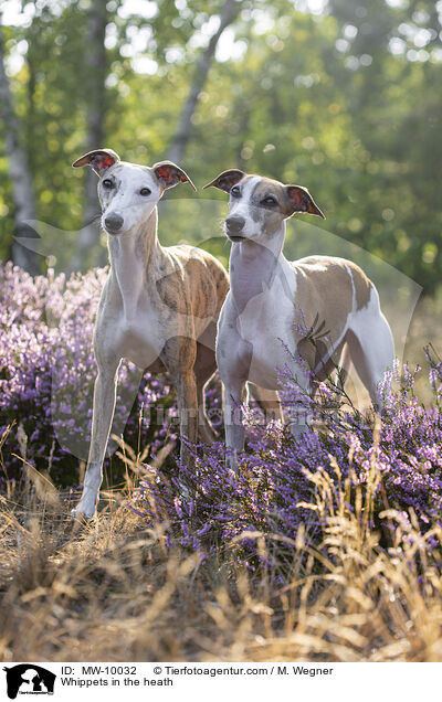 Whippets in the heath / MW-10032