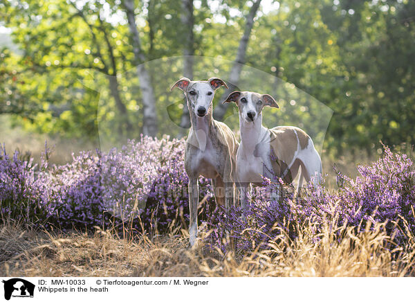 Whippets in the heath / MW-10033