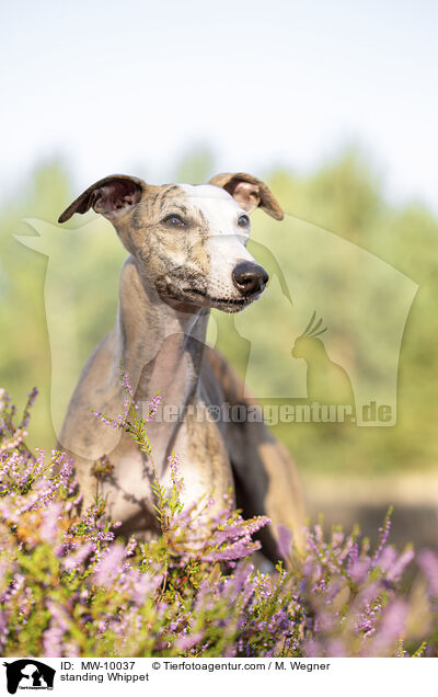 stehender Whippet / standing Whippet / MW-10037