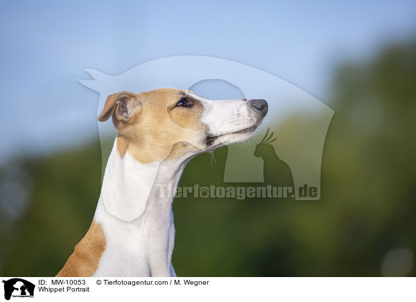 Whippet Portrait / Whippet Portrait / MW-10053