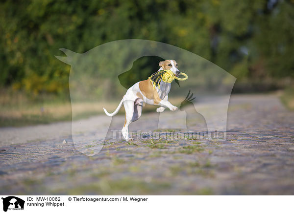 rennender Whippet / running Whippet / MW-10062