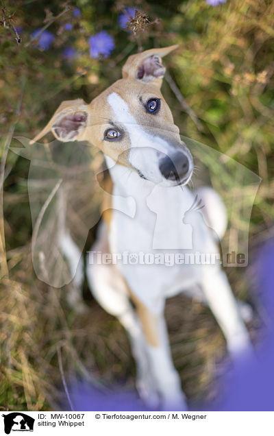 sitzender Whippet / sitting Whippet / MW-10067