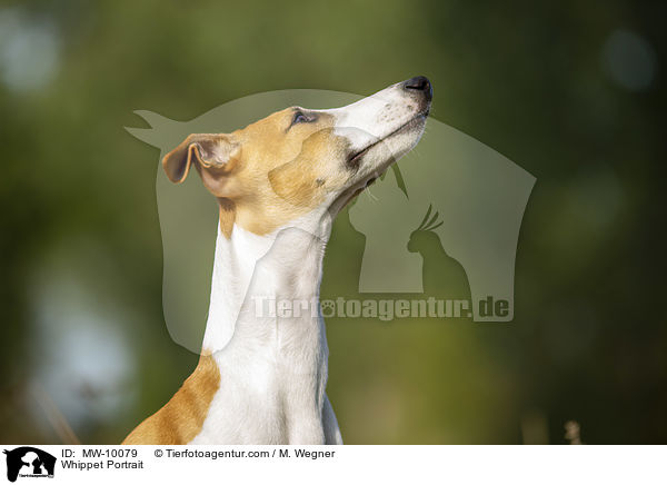 Whippet Portrait / Whippet Portrait / MW-10079