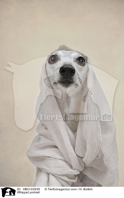 Whippet Portrait / Whippet portrait / HBO-02936