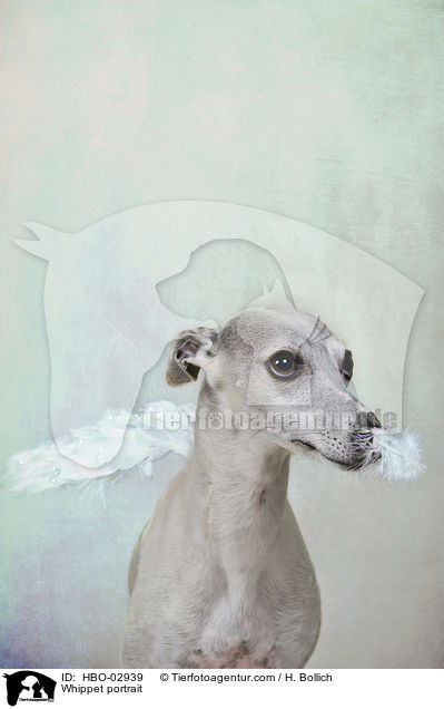Whippet Portrait / Whippet portrait / HBO-02939