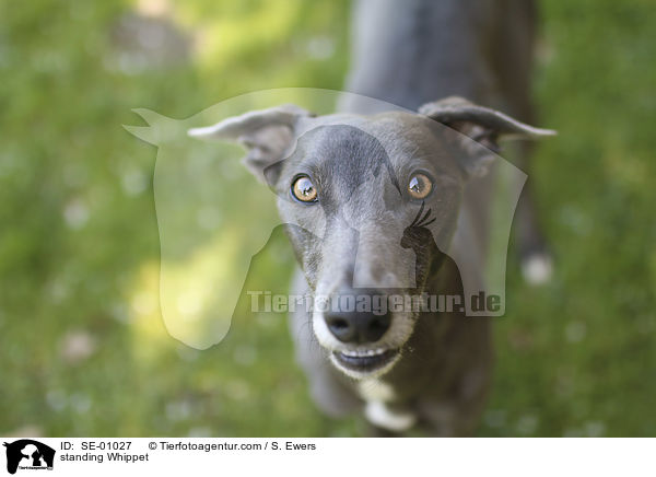 standing Whippet / SE-01027