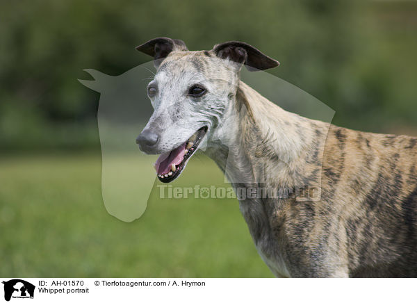 Whippet portrait / AH-01570