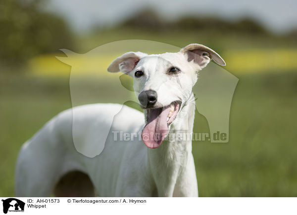 Whippet / Whippet / AH-01573