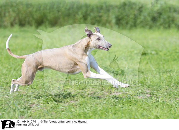 running Whippet / AH-01574