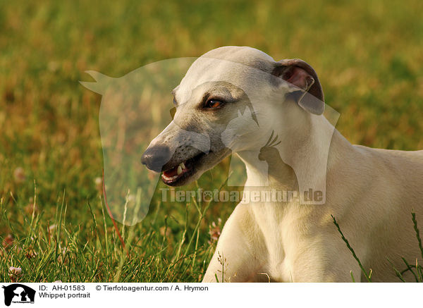 Whippet Portrait / Whippet portrait / AH-01583