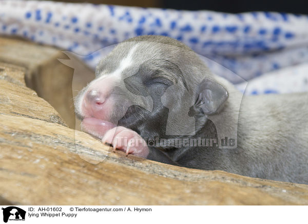 liegender Whippet Welpe / lying Whippet Puppy / AH-01602