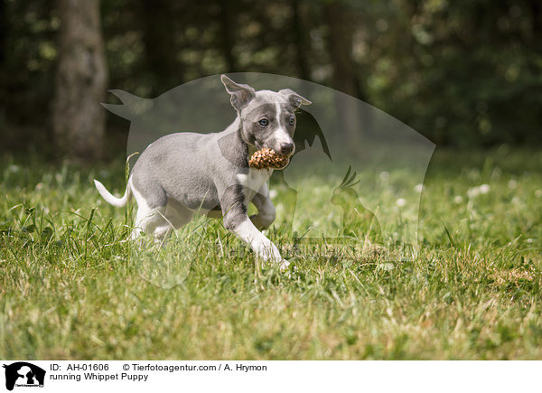running Whippet Puppy / AH-01606