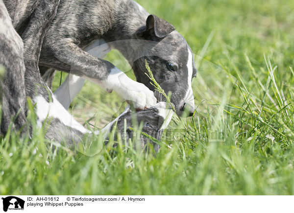 spielende Whippet Welpen / playing Whippet Puppies / AH-01612