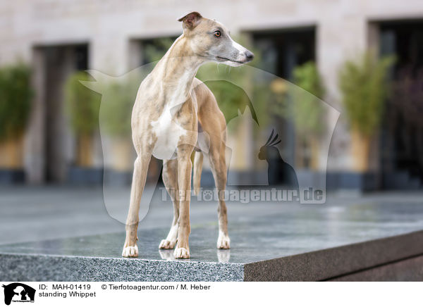stehender Whippet / standing Whippet / MAH-01419
