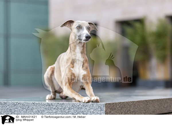 lying Whippet / MAH-01421