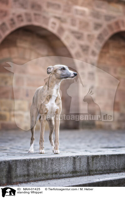 stehender Whippet / standing Whippet / MAH-01425