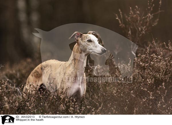 Whippet in the heath / AH-02013