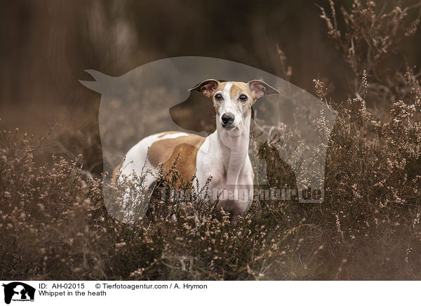 Whippet in the heath / AH-02015