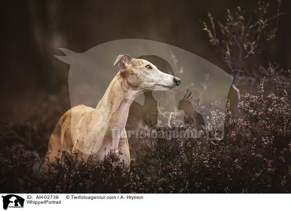 Whippet Portrait / WhippetPortrait / AH-02739