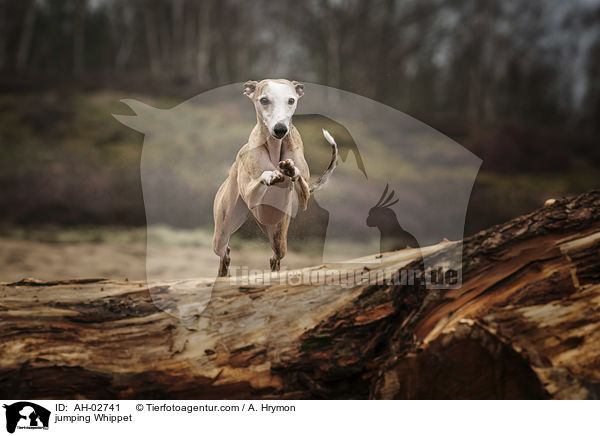 jumping Whippet / AH-02741