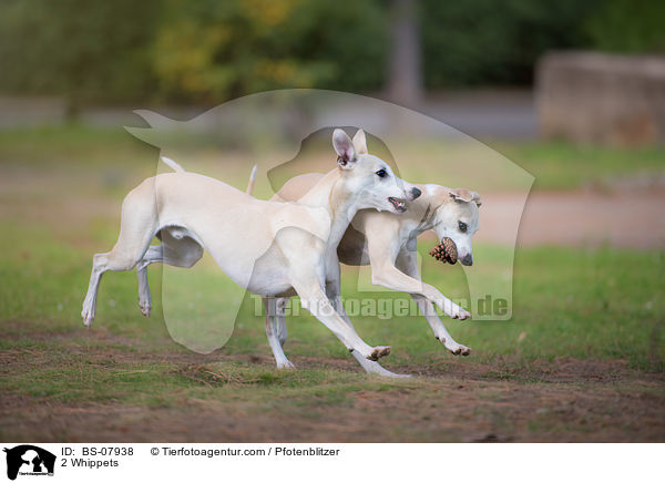 2 Whippets / 2 Whippets / BS-07938