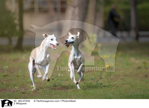 2 Whippets / 2 Whippets / BS-07939