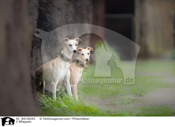 2 Whippets / BS-08040
