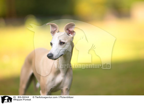 Whippet Portrait / BS-08044