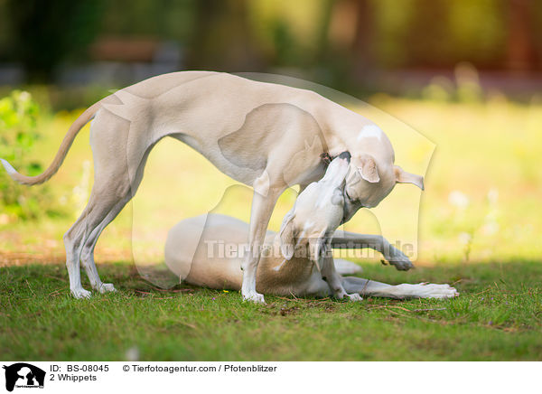 2 Whippets / BS-08045