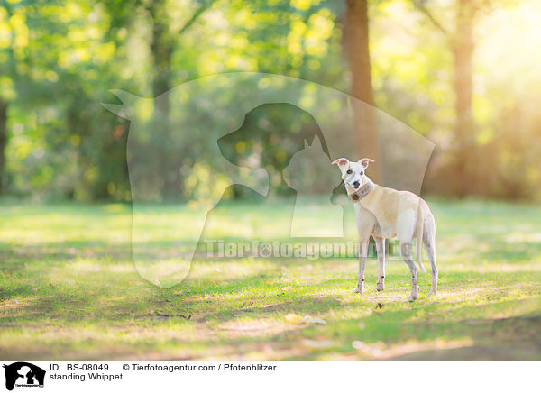 standing Whippet / BS-08049