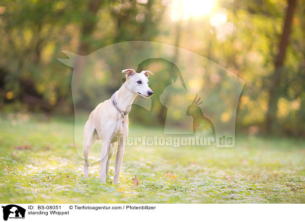 stehender Whippet / standing Whippet / BS-08051