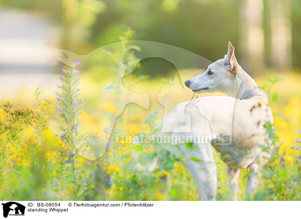 stehender Whippet / standing Whippet / BS-08054